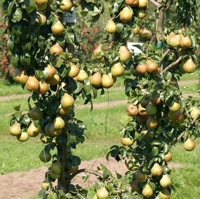 Груша колоновидная (3-5 лет) (Pyrus)