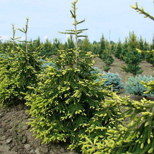 Ель восточная "Ауреоспиката" (Picea orientalis "Aureospicata")
