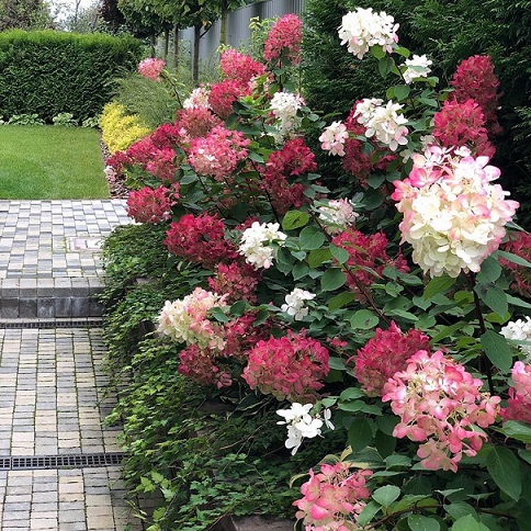 Гортензия метельчатая "Диамант Руж" (Hydrangea paniculata "Diamant Rouge")