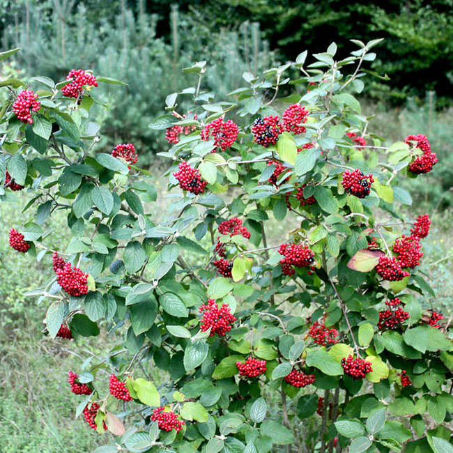 Калина гордовина (Viburnum lantana)