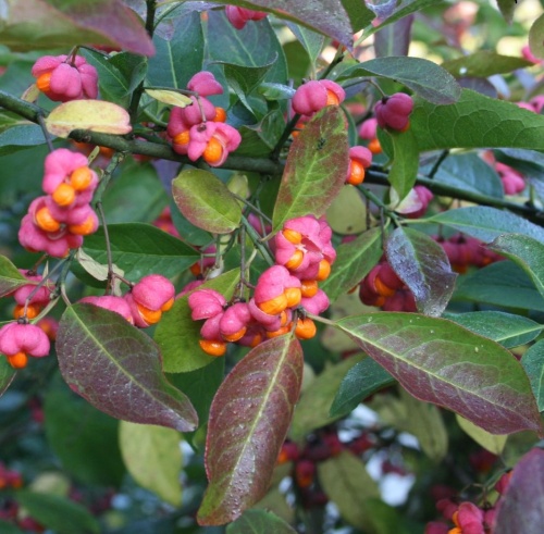 Бересклет европейский (Euonymus europaeus)