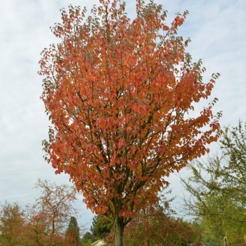 Яблоня райская "Чоноски" (Malus "Tschonoskii")