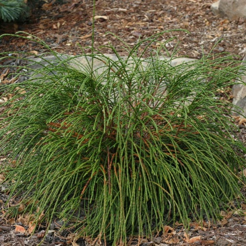 Туя складчатая "Випкорд" (Thuja plicata "Whipcord")