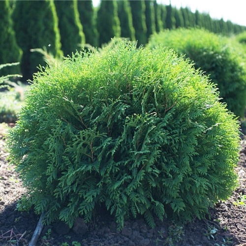 Туя западная "Вудварди" (Thuja occidentalis "Woodwardii")