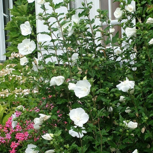 Гибискус сирийский "Вайт Шифон" (Hibiscus syriacus "White Chiffon")
