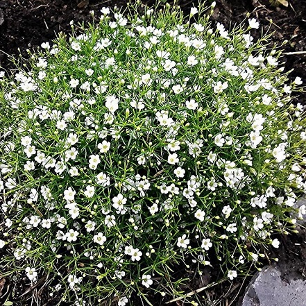 Гипсофила ползучая (Gypsophila muralis)