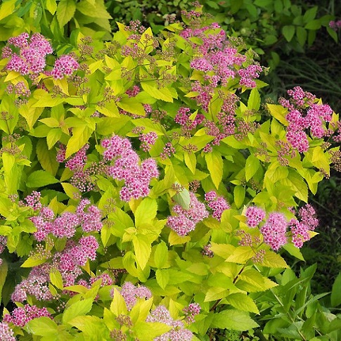 Спирея японская "Кэндллайт" (Spiraea japonica "Candlelight")