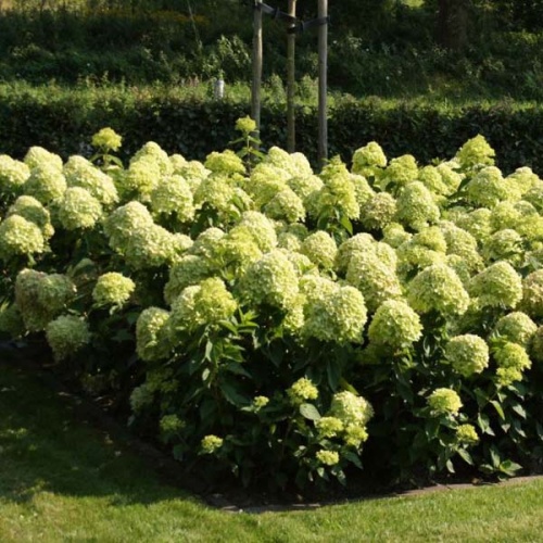 Гортензия метельчатая "Литл Лайм" (Hydrangea paniculata "Little Lime")