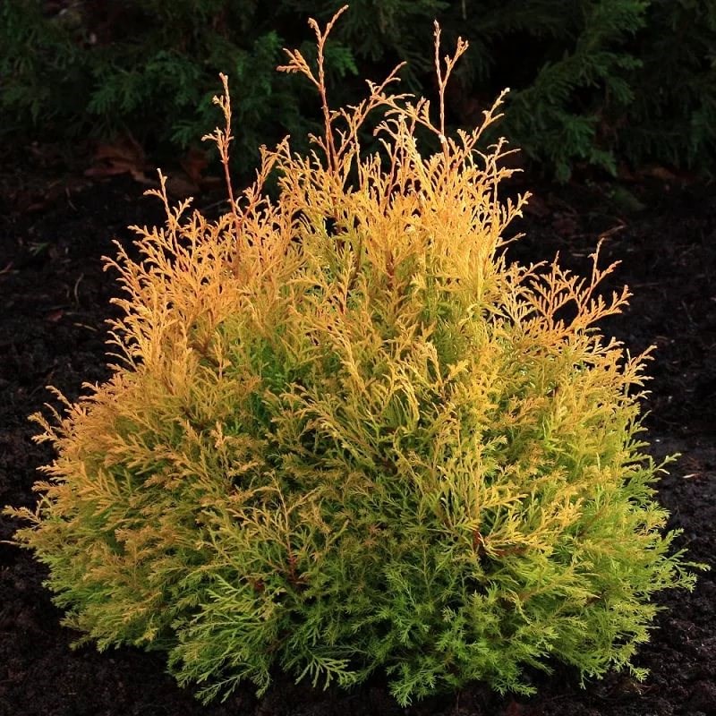 Туя западная "Рейнголд" (Thuja occidentalis "Rheingold")