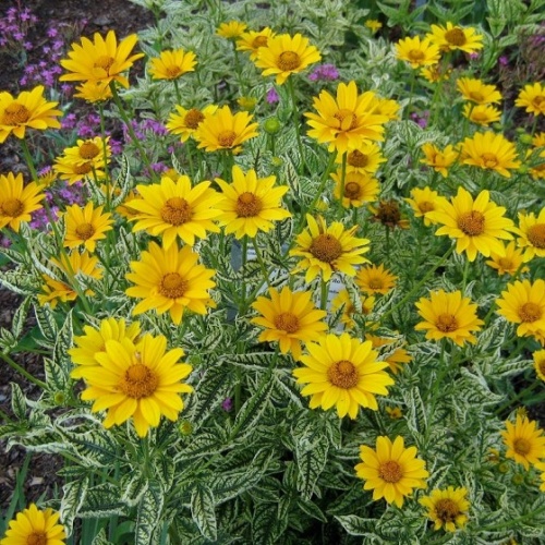 Кореопсис пестролистный (Coreopsis)
