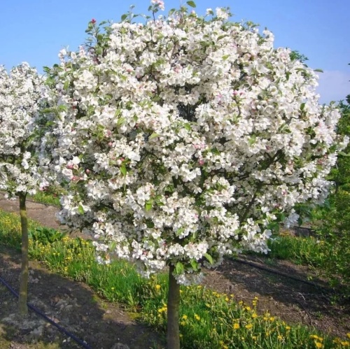 Яблоня райская "Эверест" (Malus "Evereste")