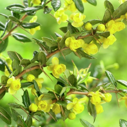 Барбарис Фрикарта "Тельстар" (Berberis frikartii "Telstar")