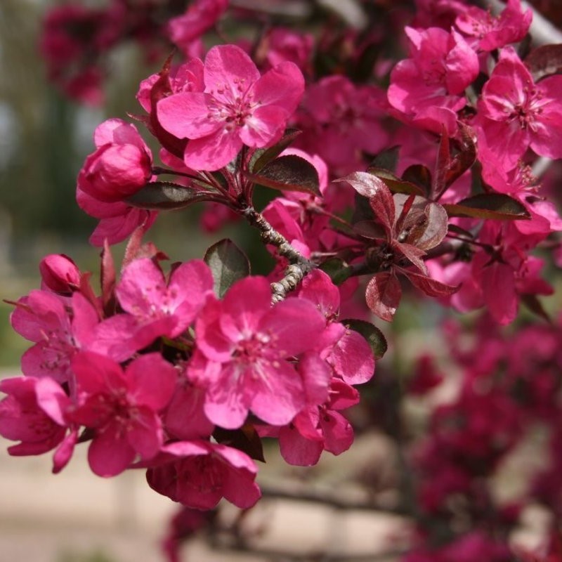 Яблоня райская "Роялти" (Malus "Royalty")