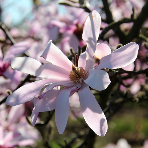 Магнолия Лебнера "Леонард Мессел" (Magnolia loebneri "Leonard Messel")