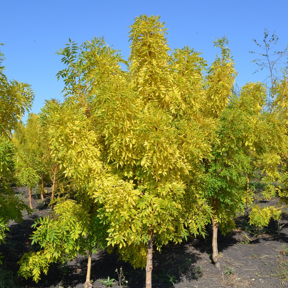 Ясень обыкновенный "Яспидеа" (Fraxinus excelsior "Jaspidea")