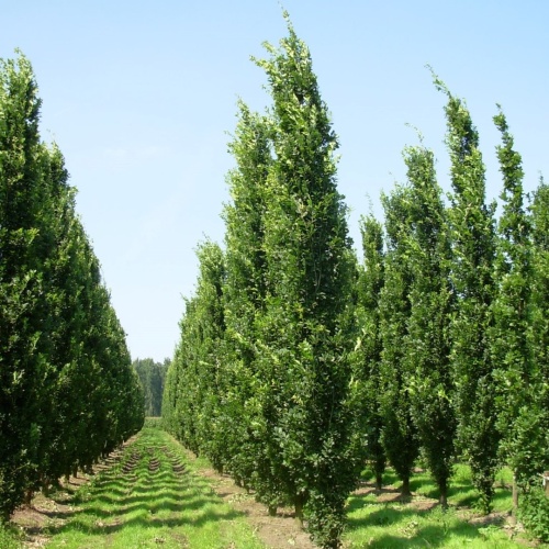 Дуб черешчатый "Фастигиата Костер" (Quercus robur "Fastigiate Koster")