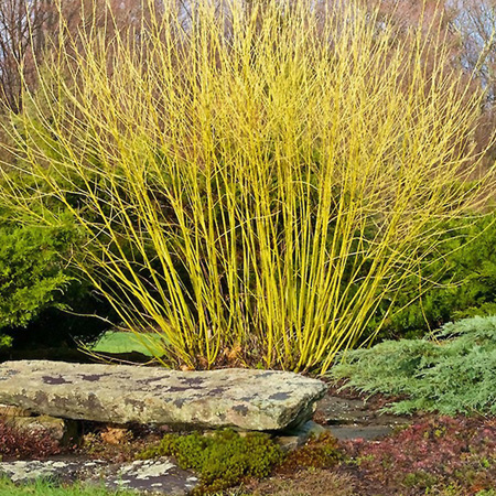 Дерен отпрысковый "Флавирамеа" (Cornus stolonifera "Flaviramea")