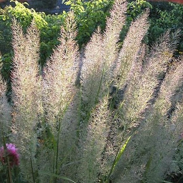 Вейник коротковолосистый (Calamagrostis)