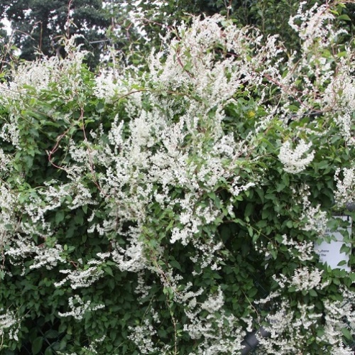 Горец бальджуанский (Polygonum baldschuanicum)