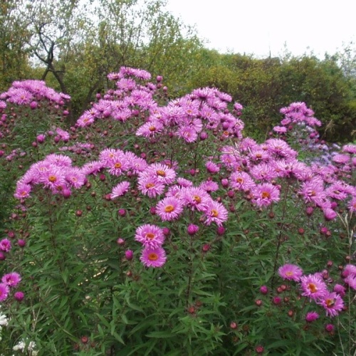 Астра новоанглийская (Aster novae-angliae)