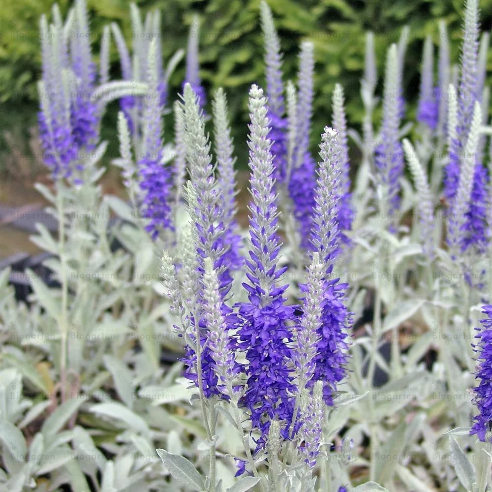 Вероника серебристая (Veronica incana)