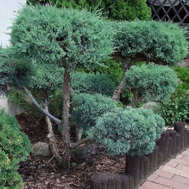 Можжевельник чешуйчатый "Холгер" ф. бонсай (Juniperus squamata "Holger")