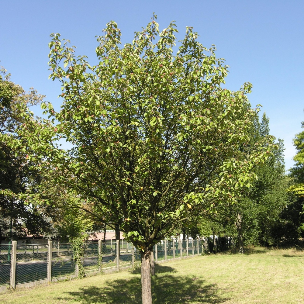 Яблоня Чоноски  (Malus "Tschonoskii")