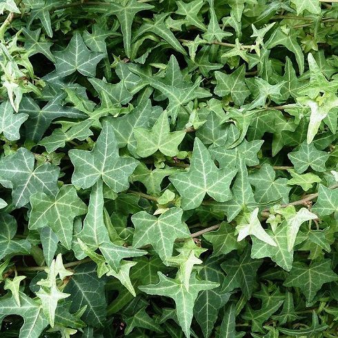 Плющ обыкновенный (Hedera helix)