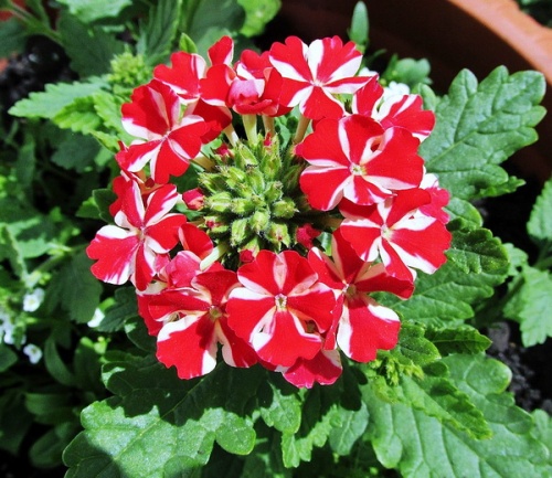 Вербена гибридная "Флаер Ред" (Verbena "Flair Red")