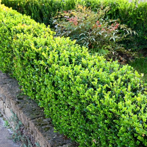 Самшит мелколистный "Фолкнер" (Buxus microphylla "Faulkner")