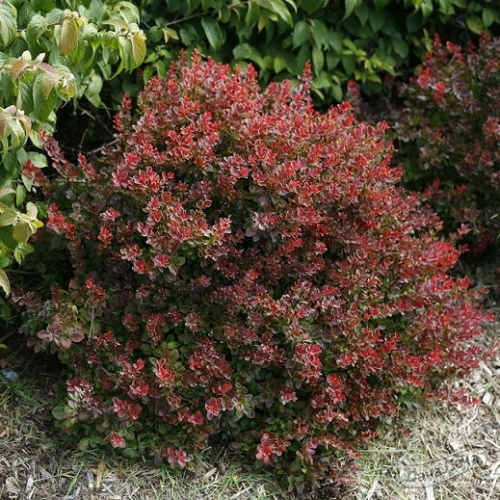 Барбарис Тунберга "Пигми Руби" (Berberis thunbergii "Pygmy Ruby")