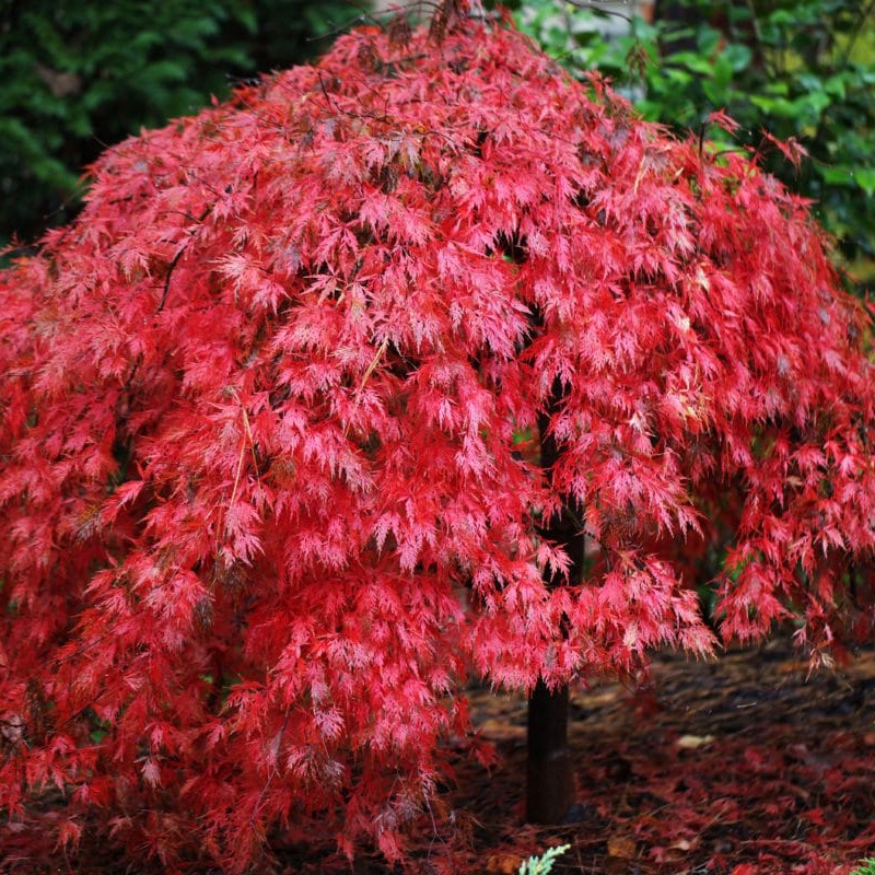 Клен пальмолистный,или дланевидный (Acer palmatum)