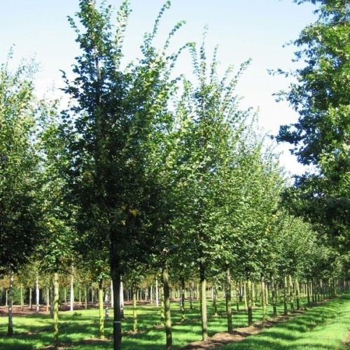 Вяз гибридный "Додоенс" (Ulmus "Dodoens"))