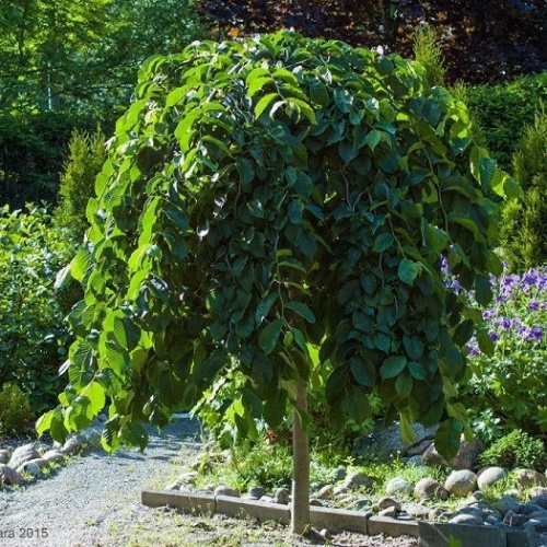Вяз шершавый "Кампердоуни" (Ulmus glabra "Camperdownii")