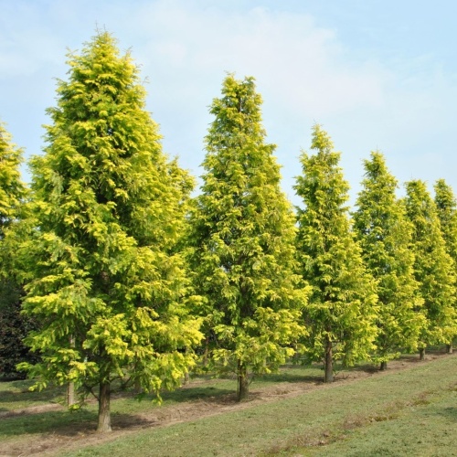 Метасеквойя глиптостробусовая (Metasequoia glyptostroboides)