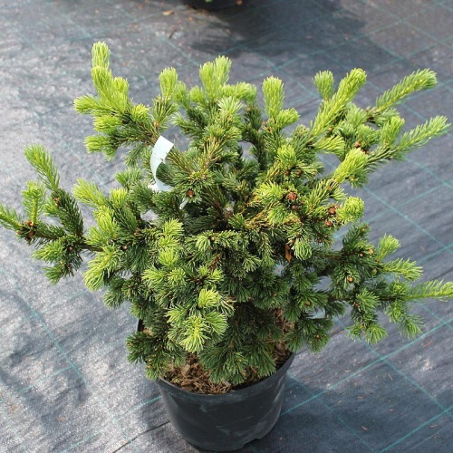 Ель колючая "Лаки Страйк" (Picea pungens "Lucky Strike")