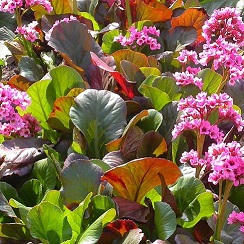 Бадан гибридный (Bergénia)