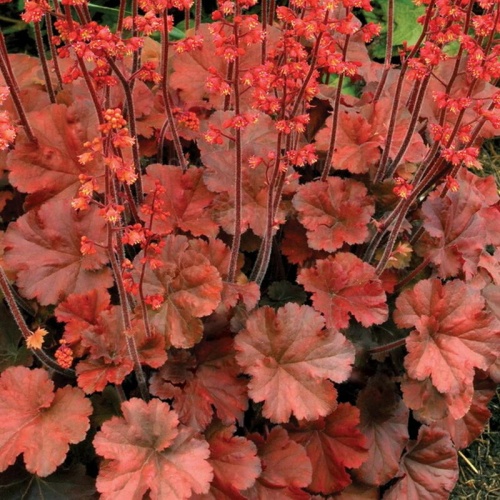 Гейхера "Черри" (Heuchera "Cherry")