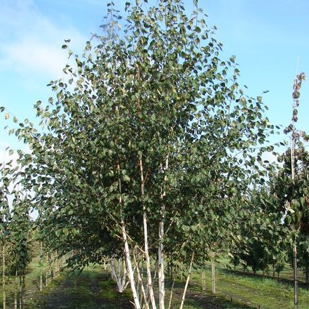 Береза полезная "Жакмана" (Betula utilis "Jacquemontii") повреждение ствола