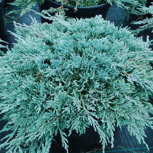 Можжевельник горизонтальный "Монбер" (Juniperus horizontalis "Monber")