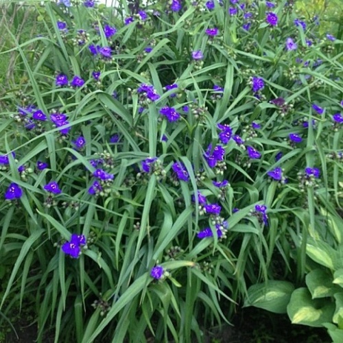Традесканция виргинская (Tradescantia virginiana)