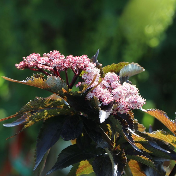 Бузина черная "Блэк Тауэр" (Sambucus nigra "Black Tower")