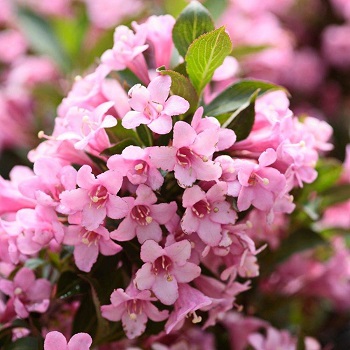Вейгела цветущая "Розеа" (Weigela florida "Rosea")
