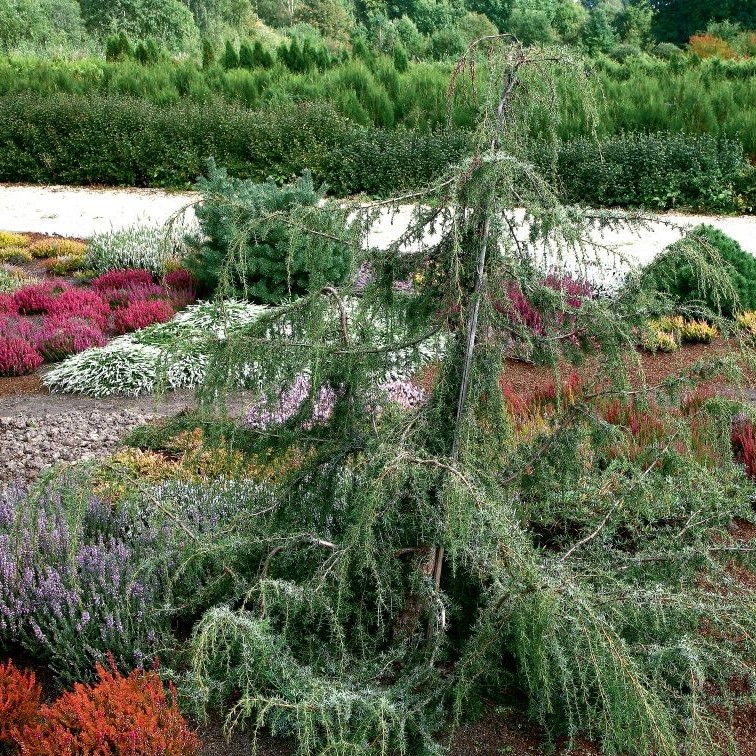Можжевельник обыкновенный "Хорстманн" (Juniperus communis "Horstmann")