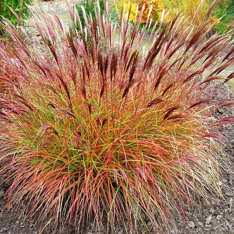 Мискантус китайский "Ред Чиф" (Miscanthus sinensis Red Chief)