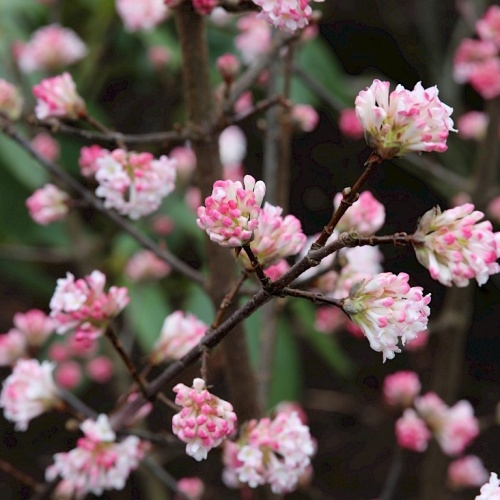 Калина боднатенская "Чарльз Ламонт" (Viburnum bodnantense "Charles Lamont")