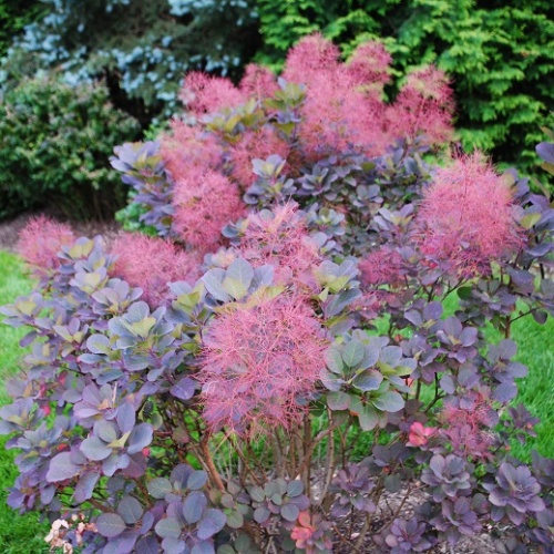 Скумпия кожевенная "Мон Блан" (Cotinus coggygria "Mont Blanc")