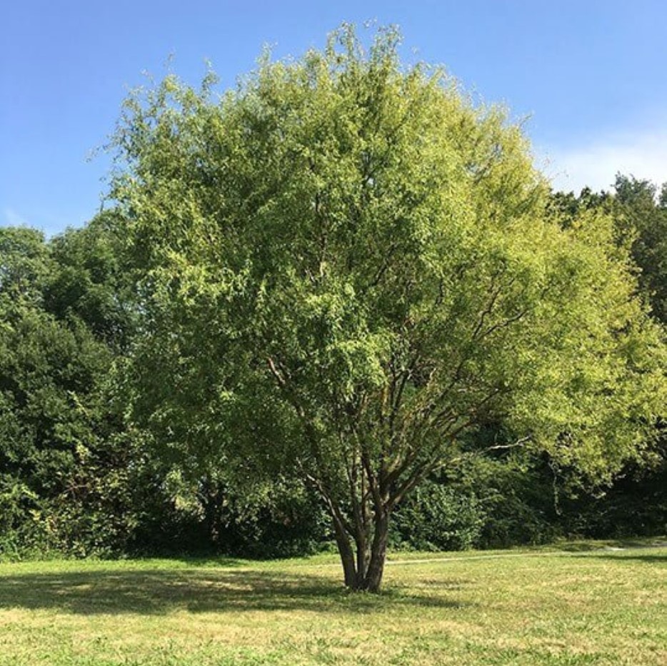 Ива вавилонская "Тортуоза" (Salix babilongica "Tortuosa")