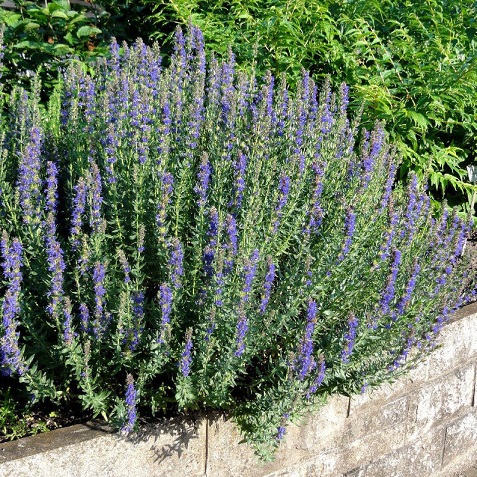 Иссоп лекарственный (Hyssopus officinalis)