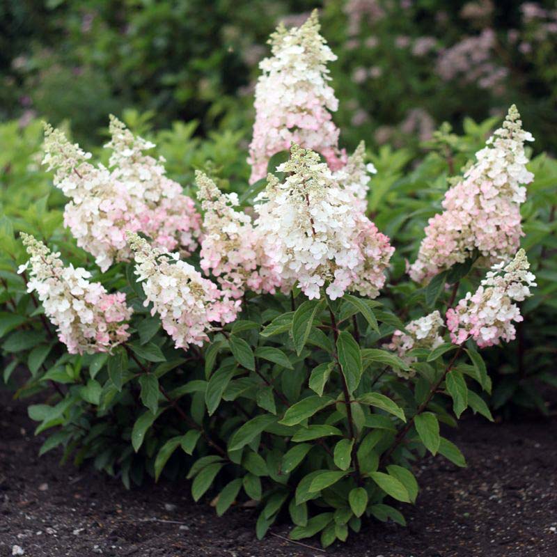 Гортензия метельчатая "Кэндллайт" (Hydrangea paniculata "Candlelight")